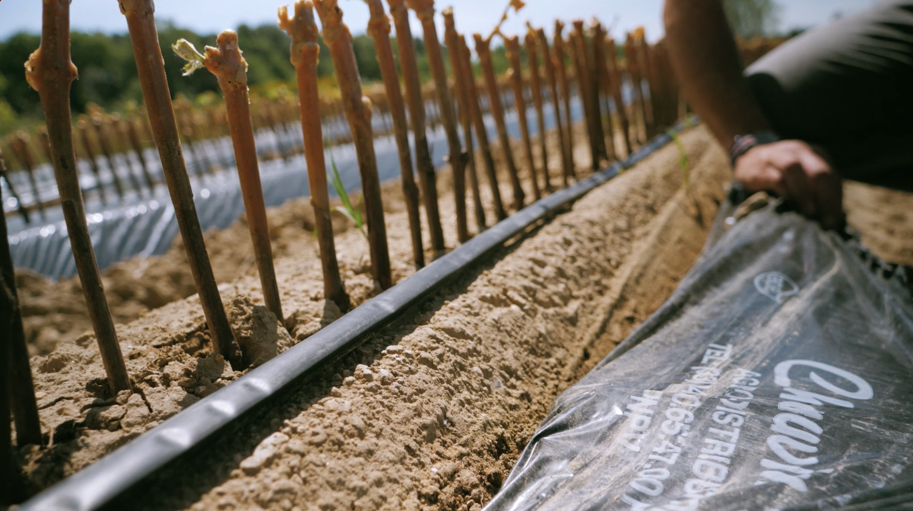 paillage pépinière vigne avant retrait plastique